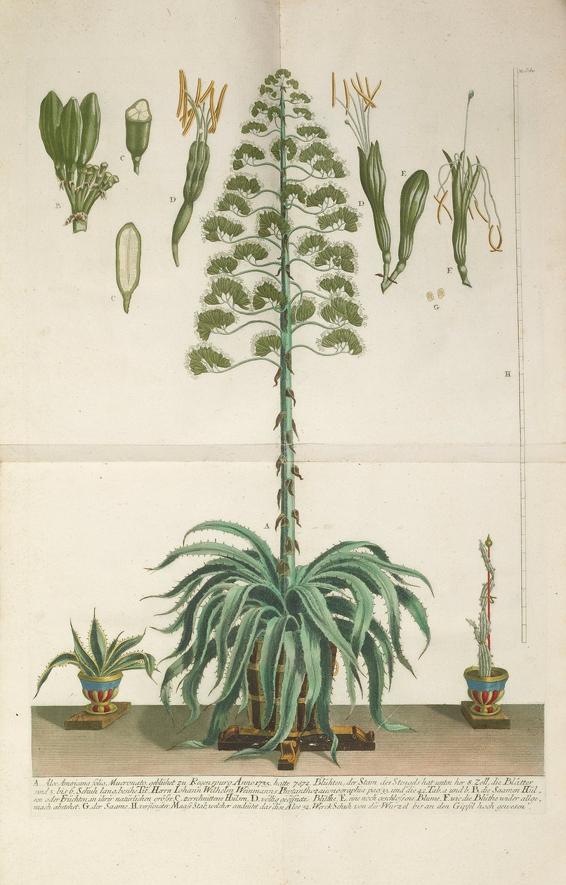 Gravierte und Mezzotint-Platte von Aloe Americana folio Mucronato von Johann Wilhelm Weinmann