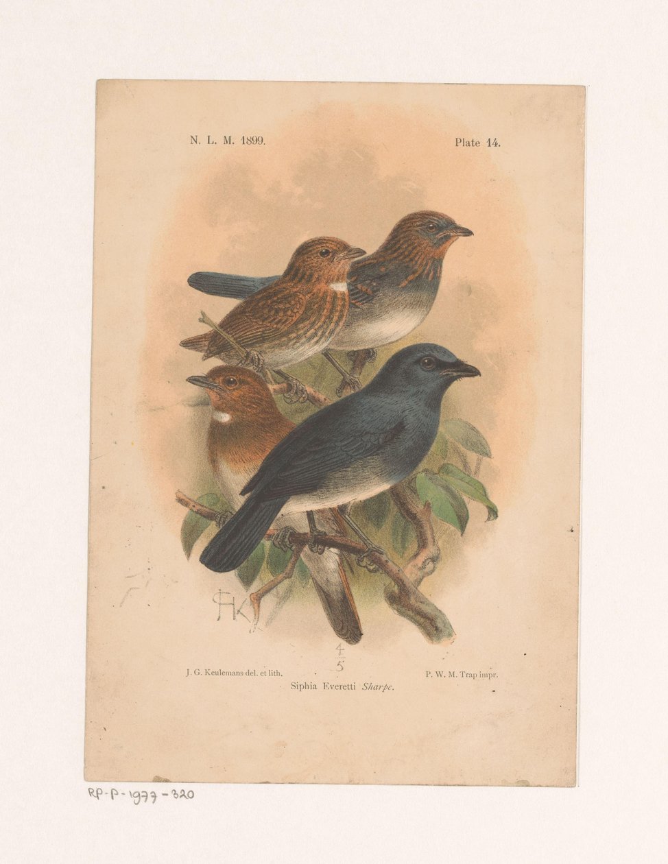 Vier Vögel auf einem Ast von Johannes Gerardus Keulemans