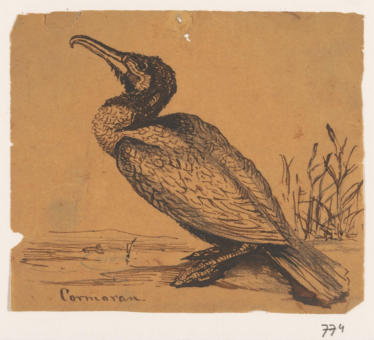 Kormoran von Johannes Tavenraat