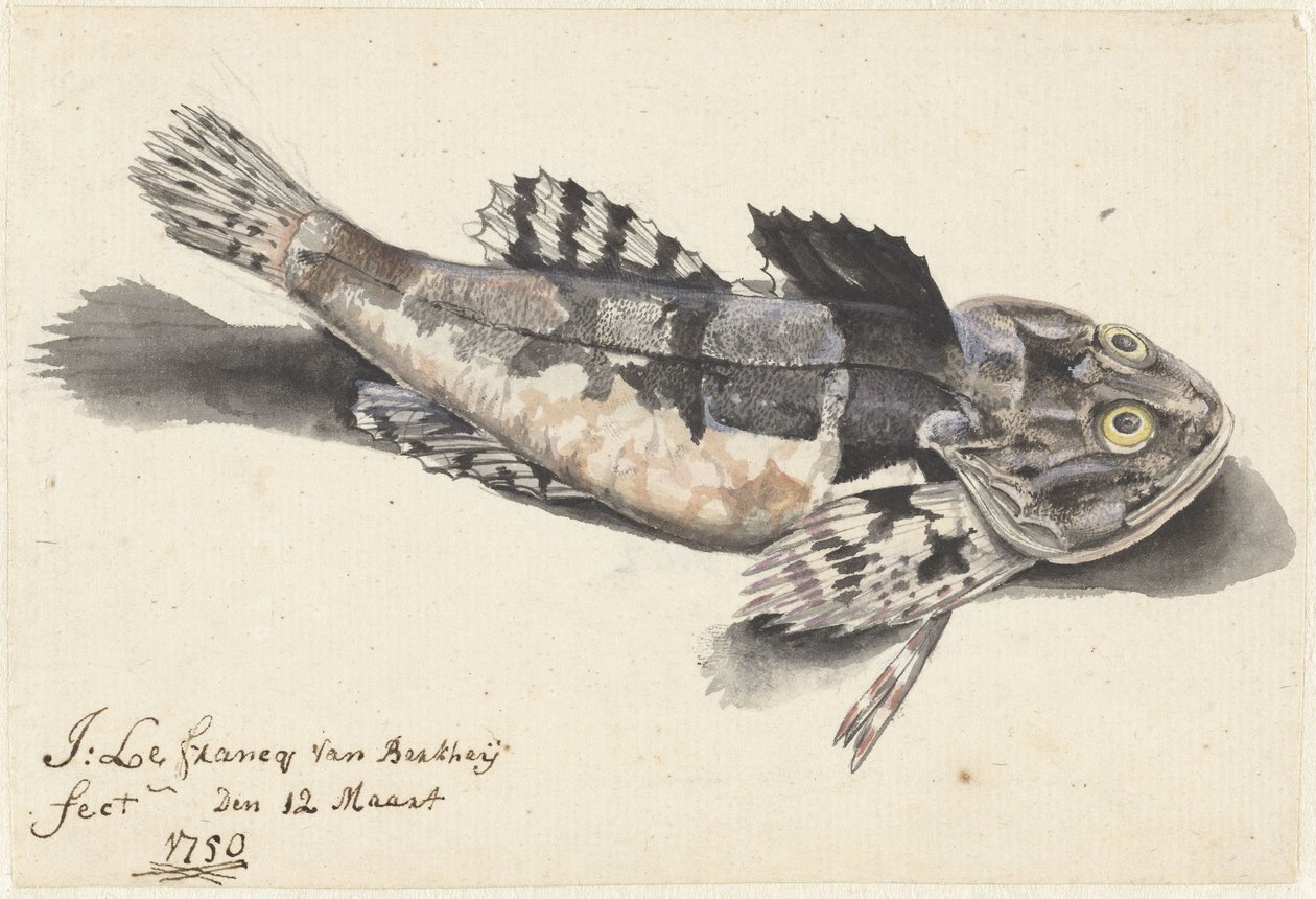 Seeskorpion von Johannes le Francq van Berkhey