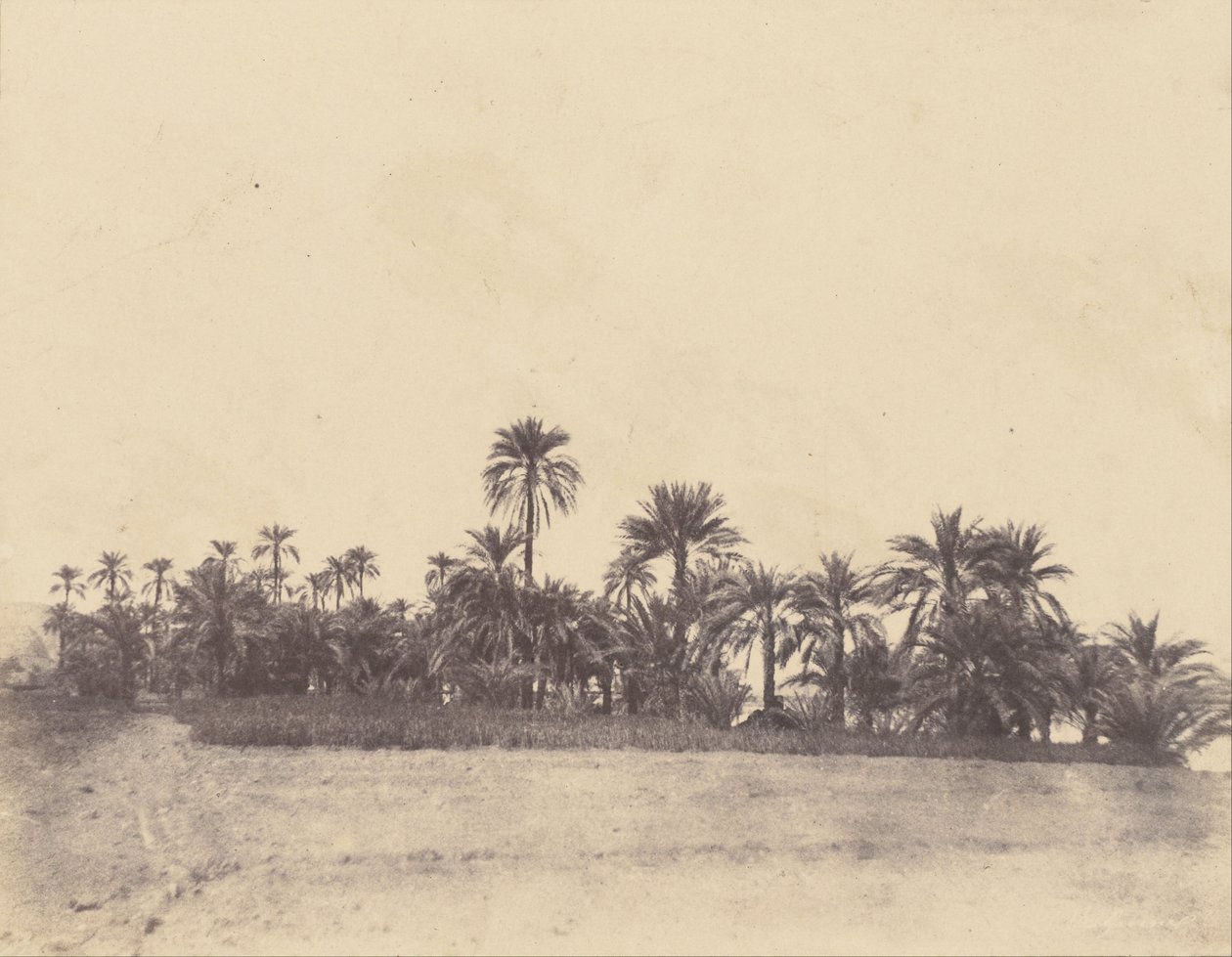 Studie von Dattelpalmen von John Beasly Greene