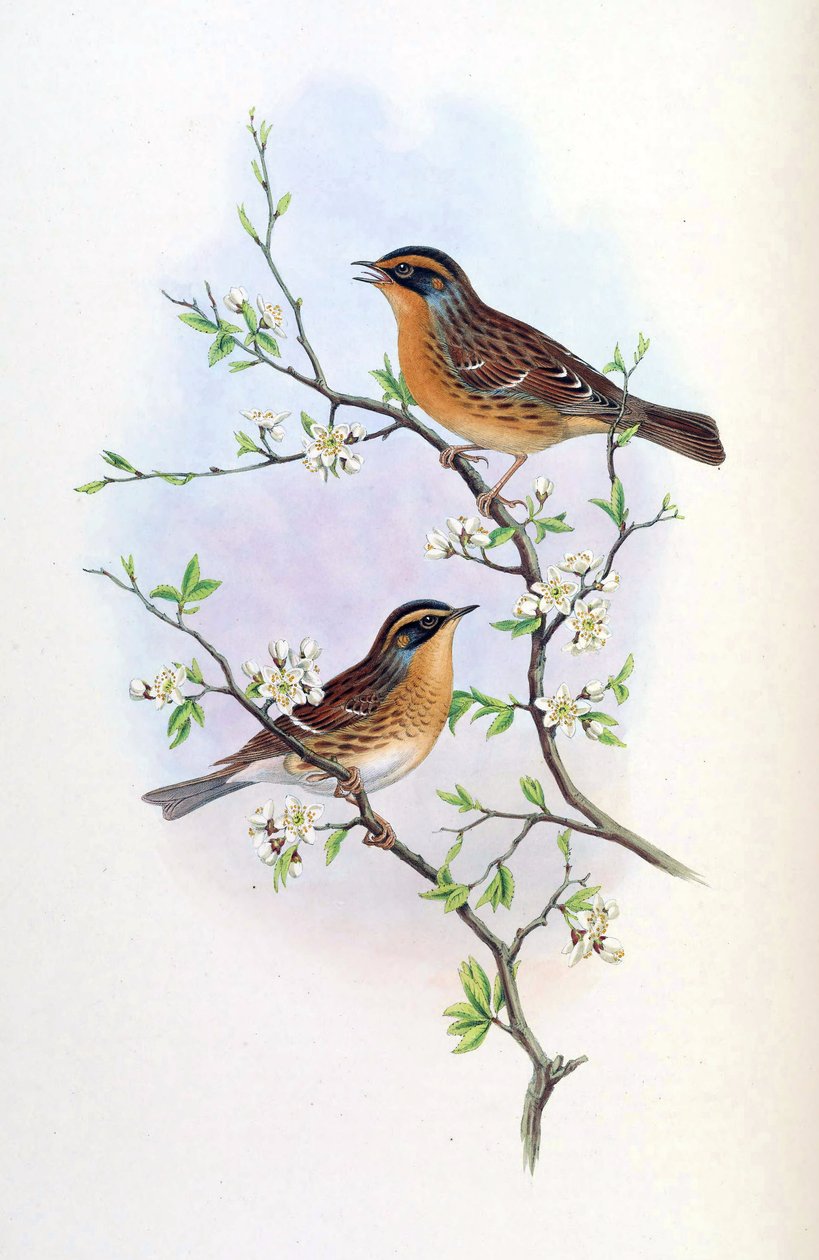 Bergbraunelle = Prunella montanella von John Gould