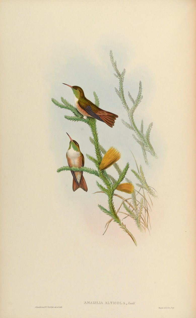 Amazilia alticola = Amazilia amazilia alticola von John Gould