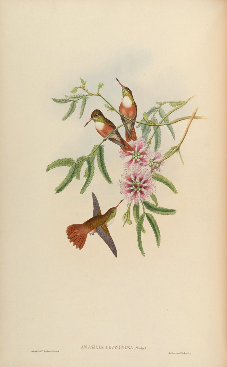Amazilia leucophaea = Amazilia amazilia leucocephala von John Gould