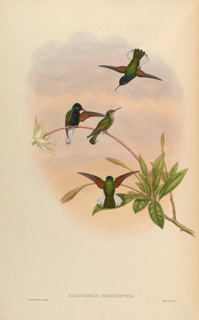 Callipharus nigriventris = Eupherusa nigriventris von John Gould