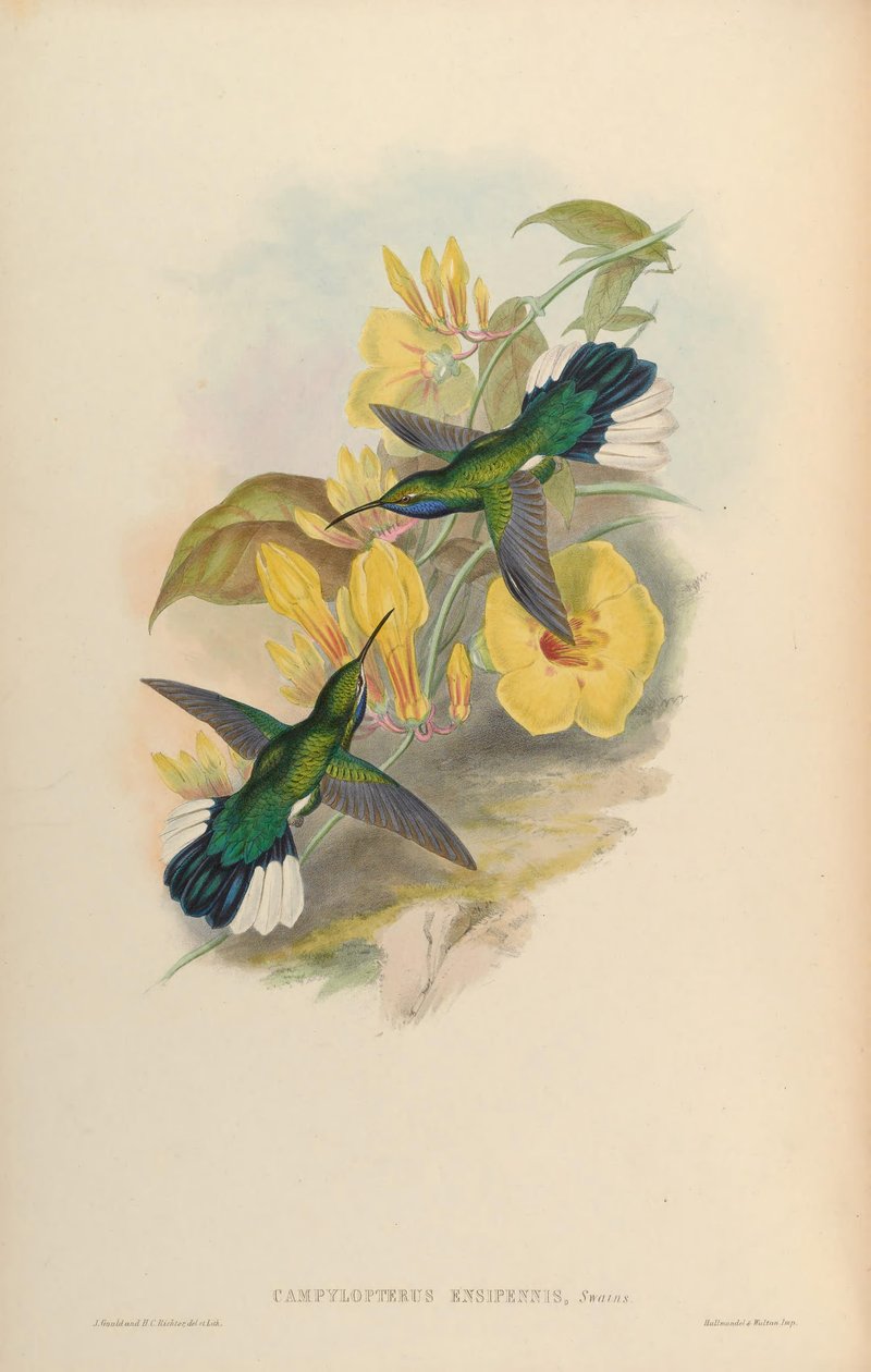 Campylopterus ensipennis von John Gould