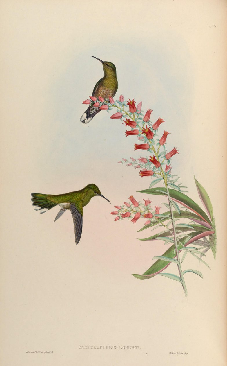 Campylopterus roberti = Phaeochroa cuvierii roberti von John Gould