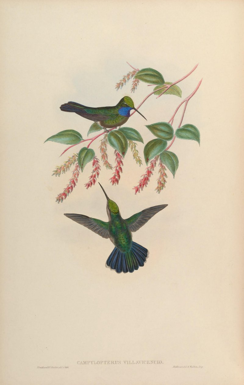 Campylopterus villaviscensio von John Gould