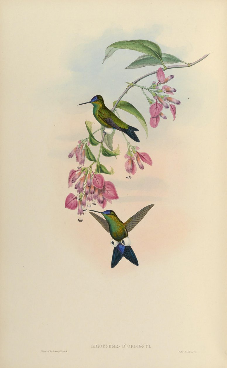 Eriocnemis dorbignyi = Eriocnemis glaucopoides von John Gould