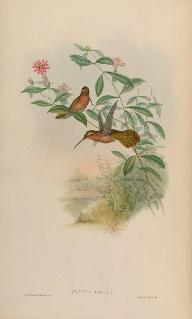 Glaucis dohrni = Glaucis dohrnii von John Gould