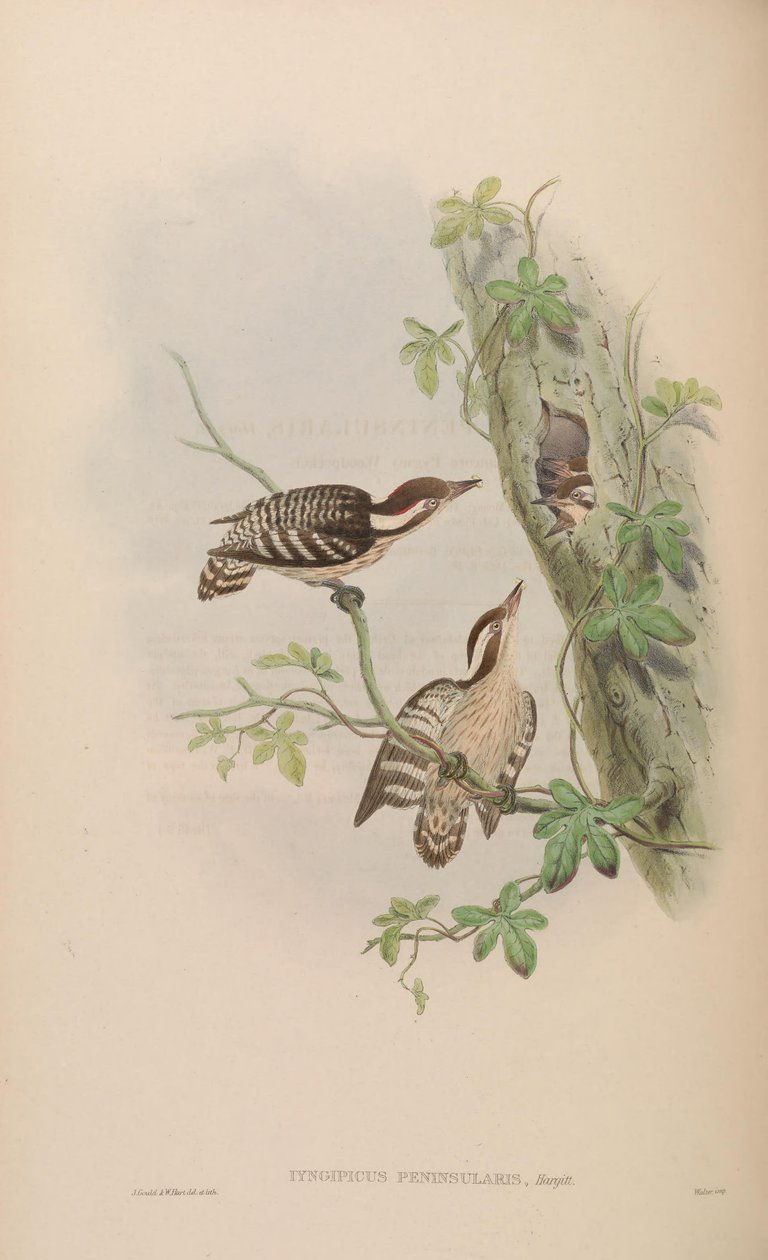 Dendrocopos nanus gymnopthalmus von John Gould