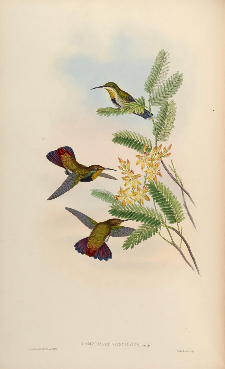 Lampornis virginalis = Anthracothorax dominicus aurulentus von John Gould