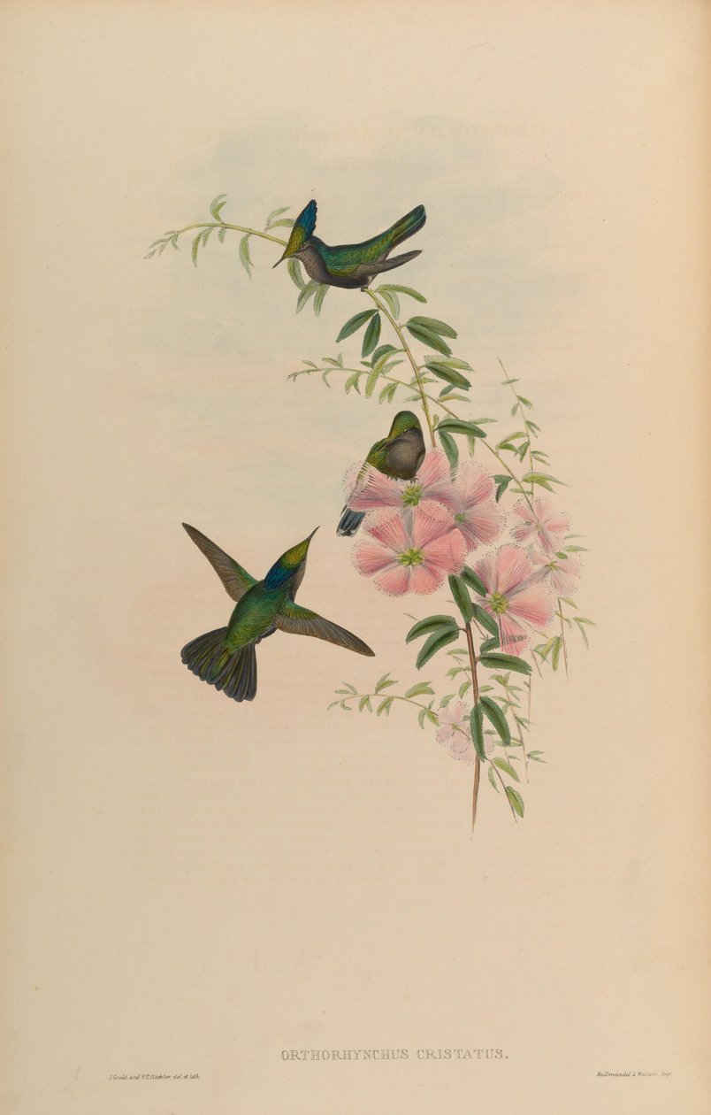 Orthorhynchus cristatus von John Gould