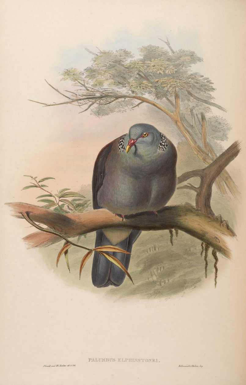 Palumbus elphinstonei = Columba elphinstonii von John Gould