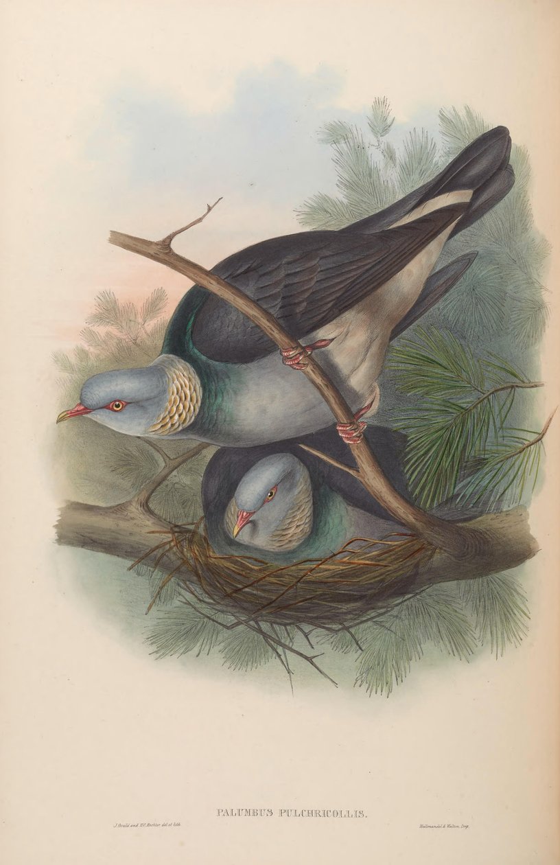 Palumbus pulchricollis = Columba pulchricollis von John Gould