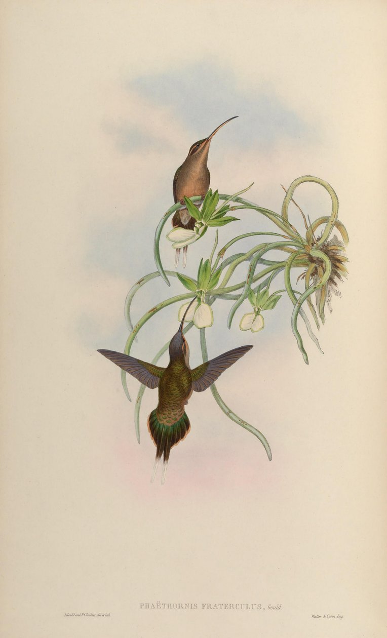 Phaethornis fraterculus = Phaethornis superciliosus superciliosus von John Gould