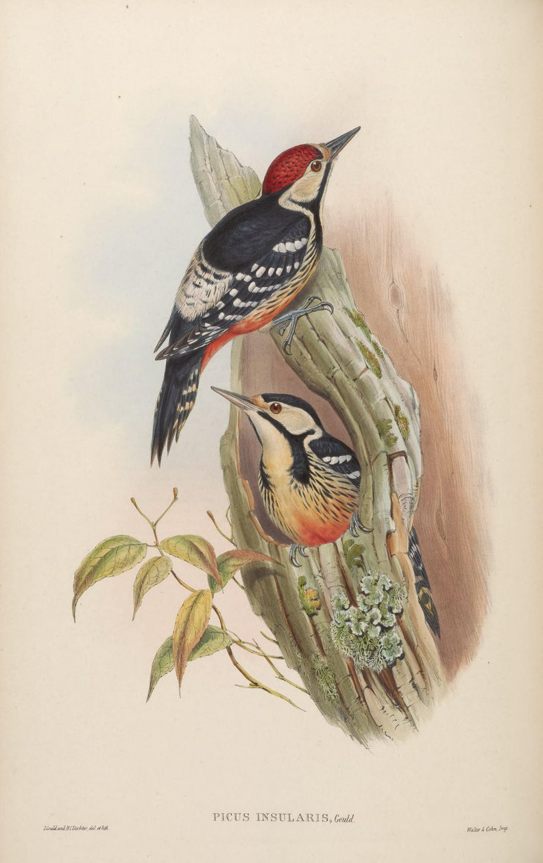 Dendrocopos leucotos insularis. Taiwan von John Gould