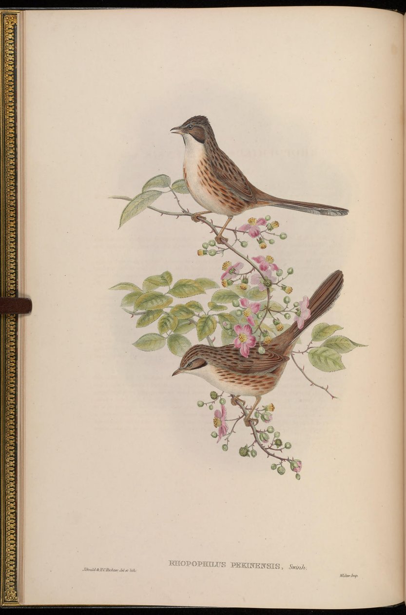 Rhopophilus pekinensis von John Gould