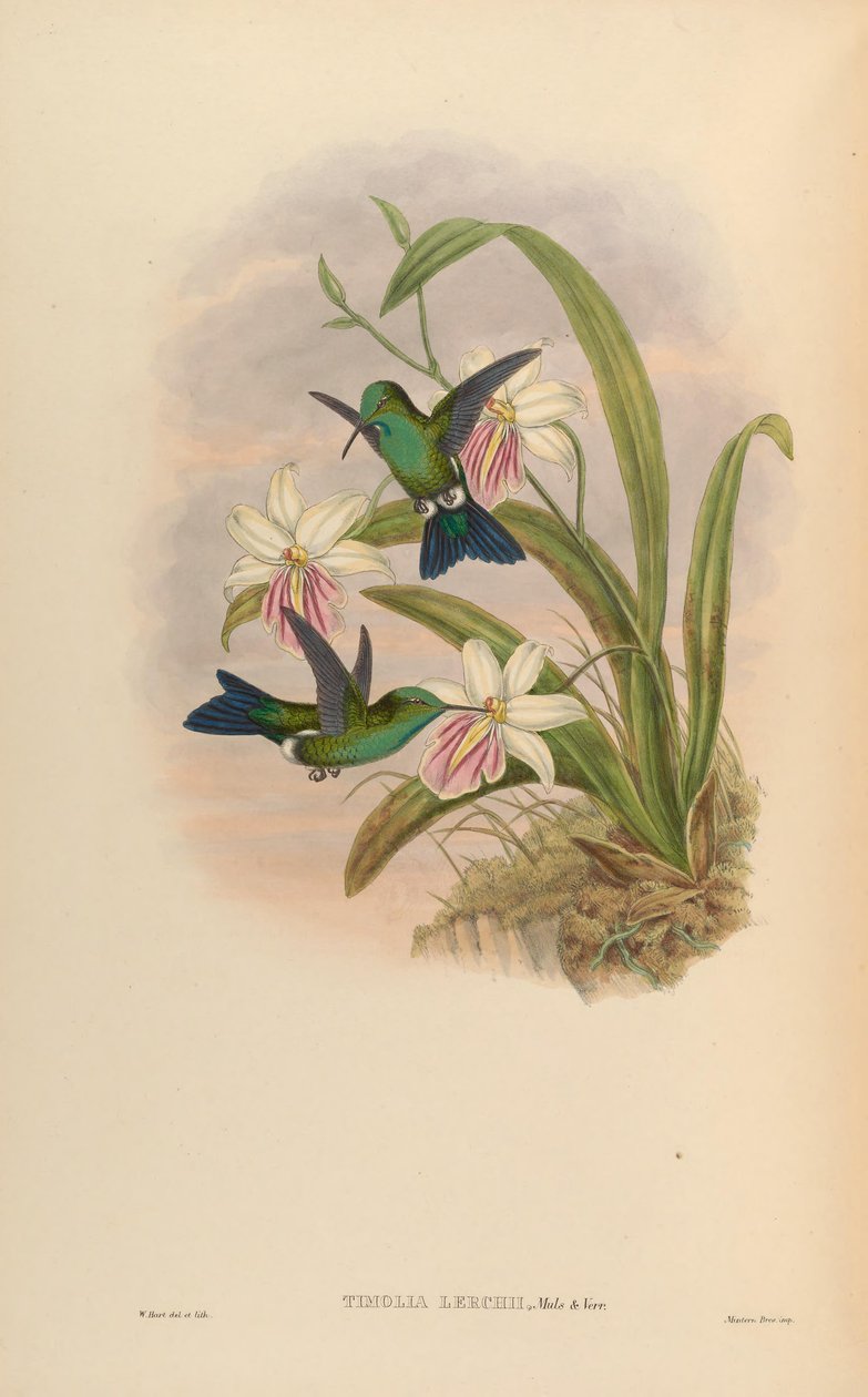 Timolia lerchi = Thalurania furcata x Chrysuronia oenone? von John Gould