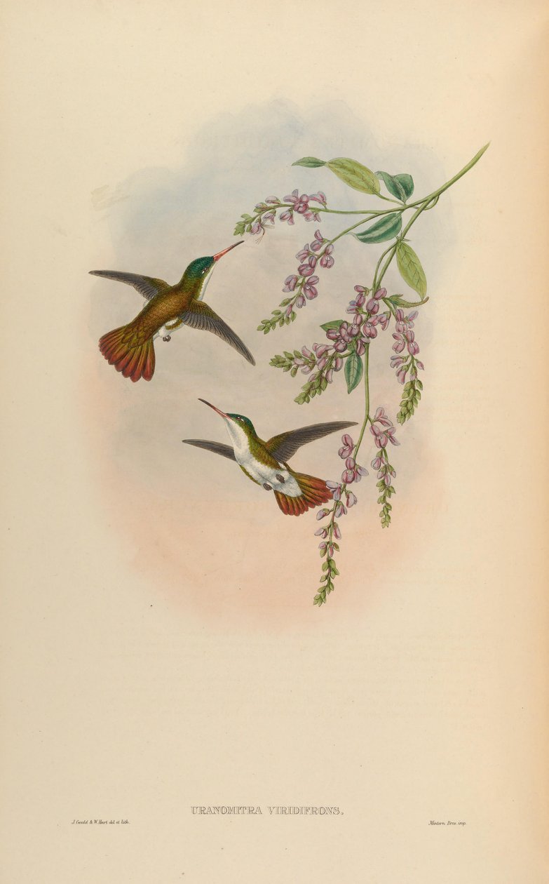 Uranomitra viridifrons = Amazilia viridifrons viridifrons von John Gould
