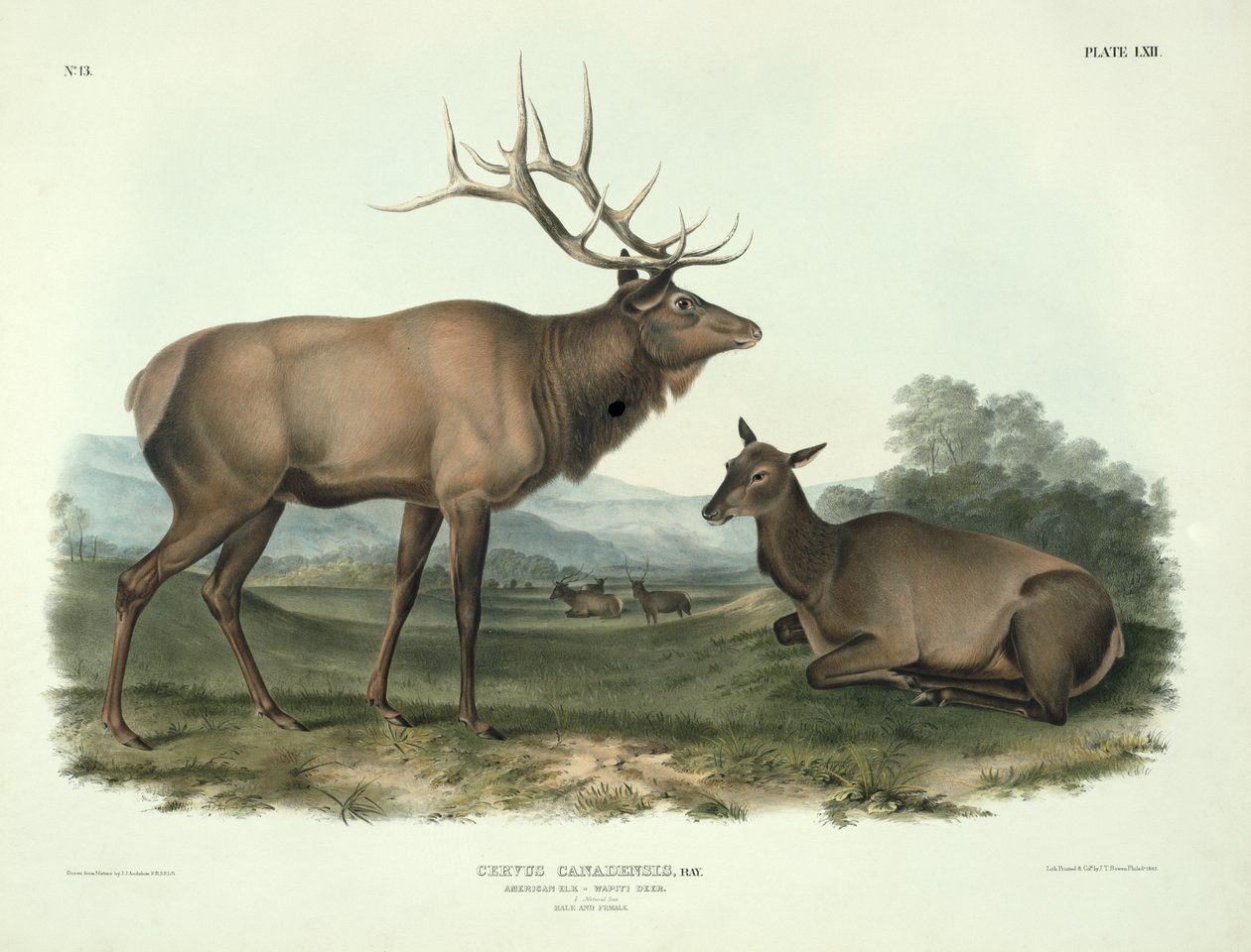 Cervus Canadensis (Amerikanischer Elch, Wapiti-Hirsch), Tafel 62 aus 