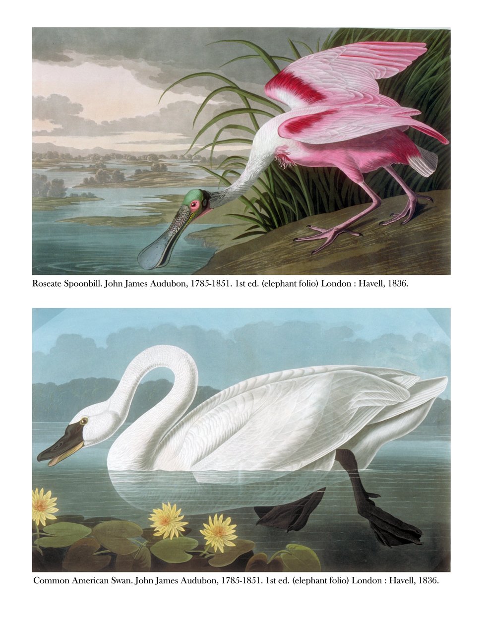 Rosalöffler und Amerikanischer Schwan, 1836 von John James Audubon