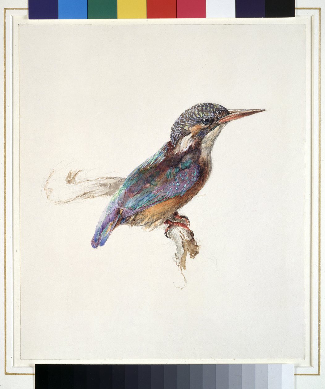 Studie eines Eisvogels, mit dominanter Bezugnahme auf Farbe, wahrscheinlich Oktober 1871 von John Ruskin