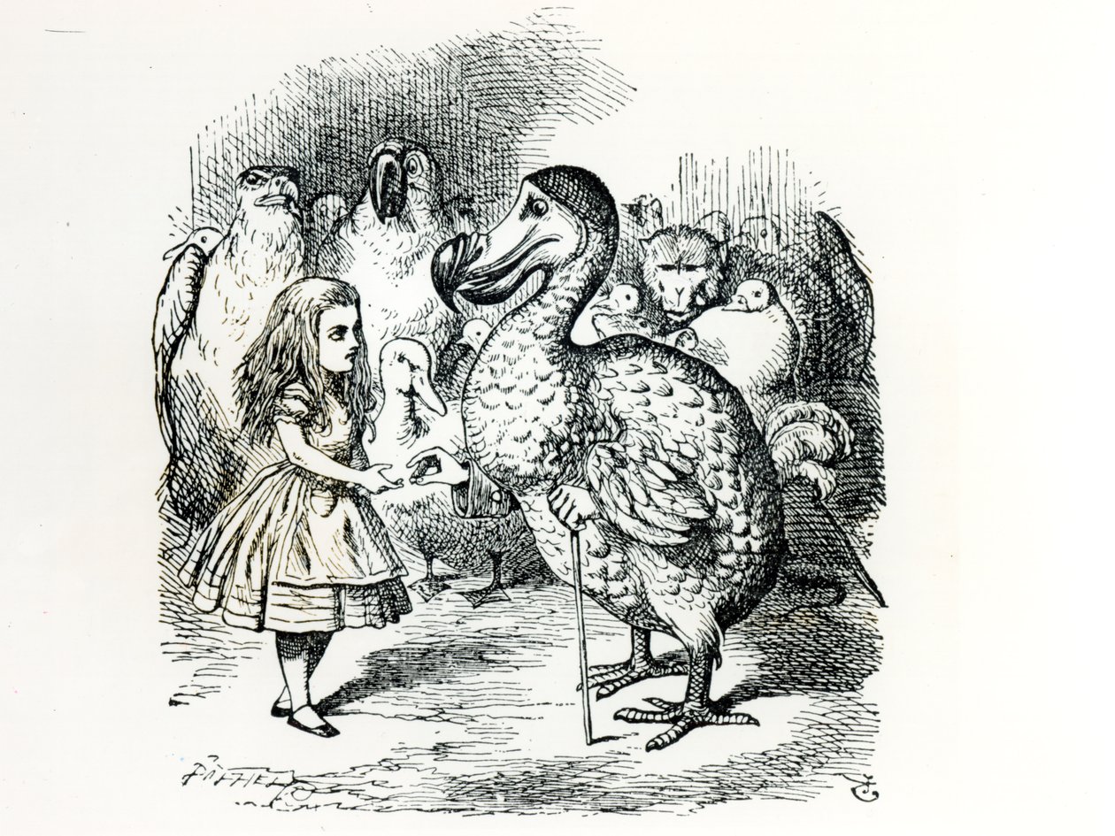 Alice trifft den Dodo, Illustration aus 