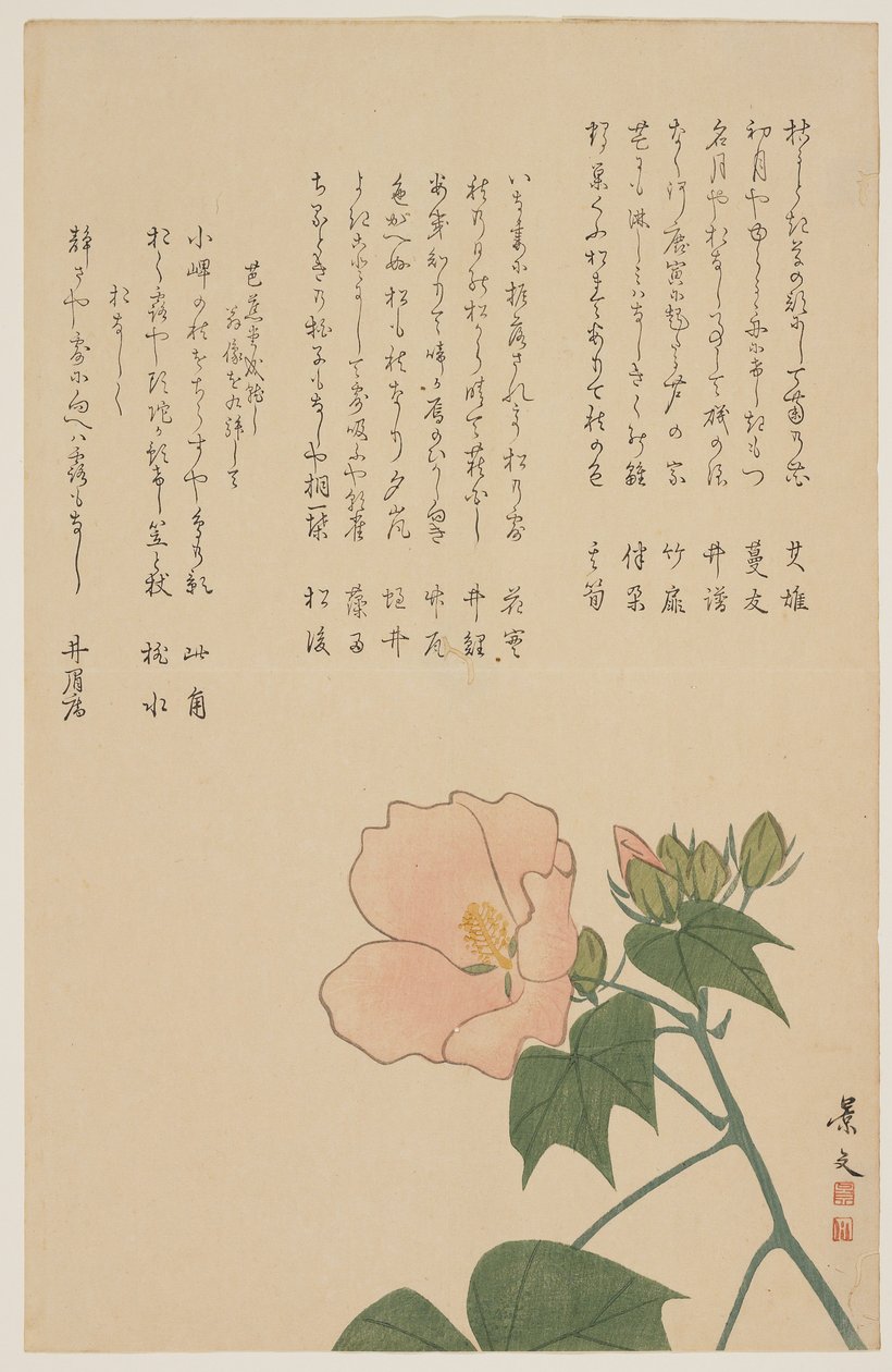 Konföderierte Rose, ca. 1818-1829 von John Thomas Barber Beaumont