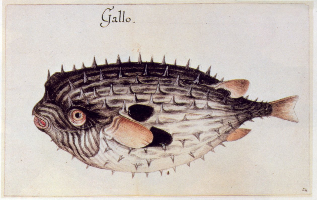 Ein Kugelfisch von John White