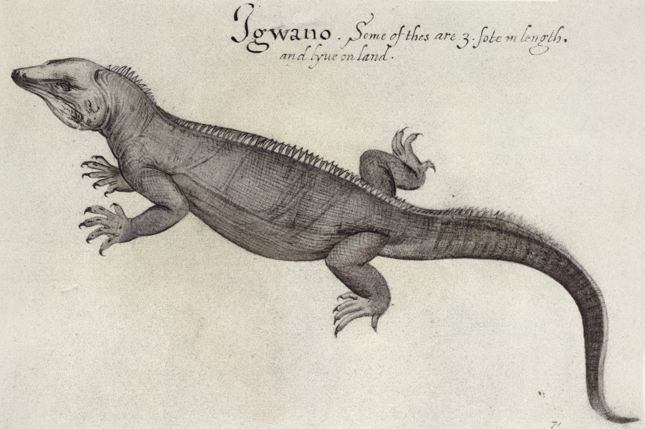 Leguan von John White