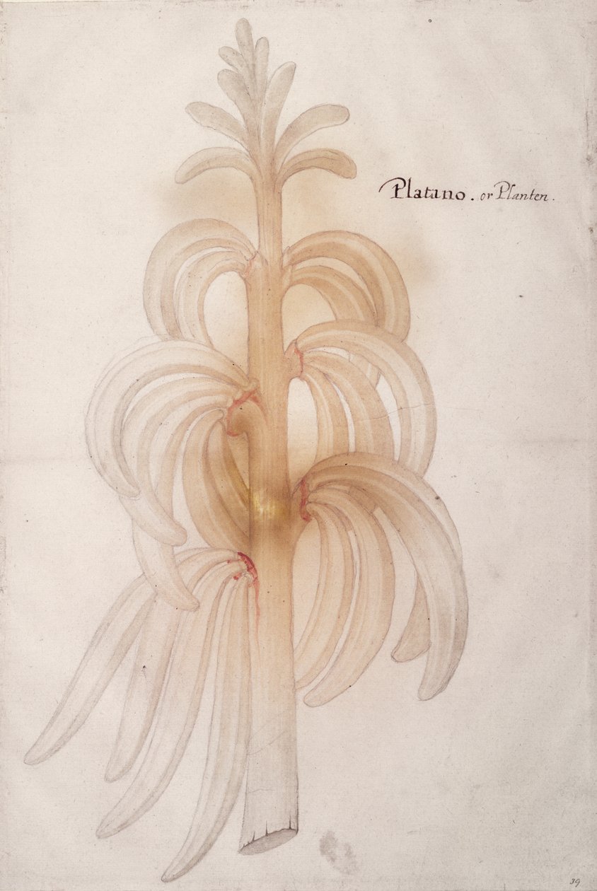 Kochbanane, ca. 1590 von John White