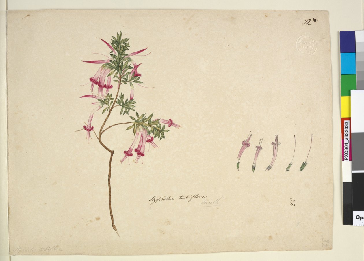 Seite 32. Styphelia tubiflora von John William Lewin