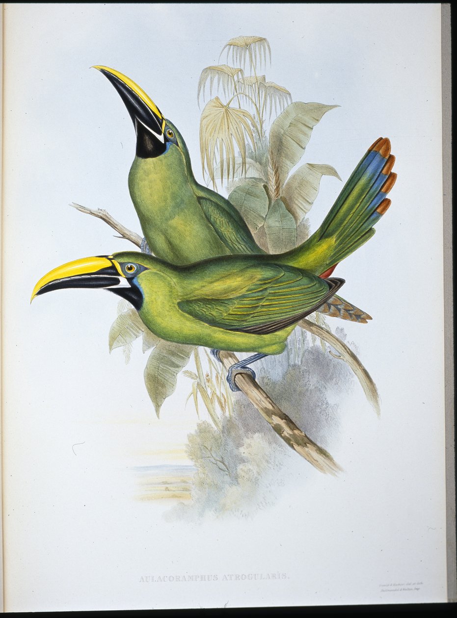 Schwarzkehl-Rillenschnabel-Tukan (Aulacoramphus Atrogularis) von John (after) Gould