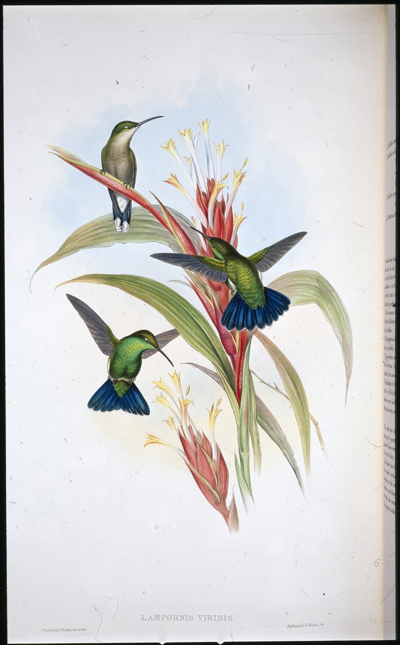 Blaugeschwänzter Mango-Kolibri (Lampornis Viridis) von John (after) Gould