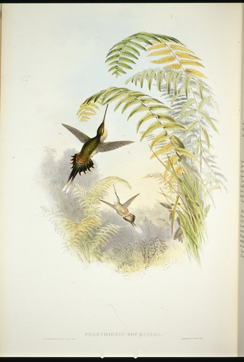 Bourciers Einsiedler (Phaethornis Bourcieri) von John (after) Gould