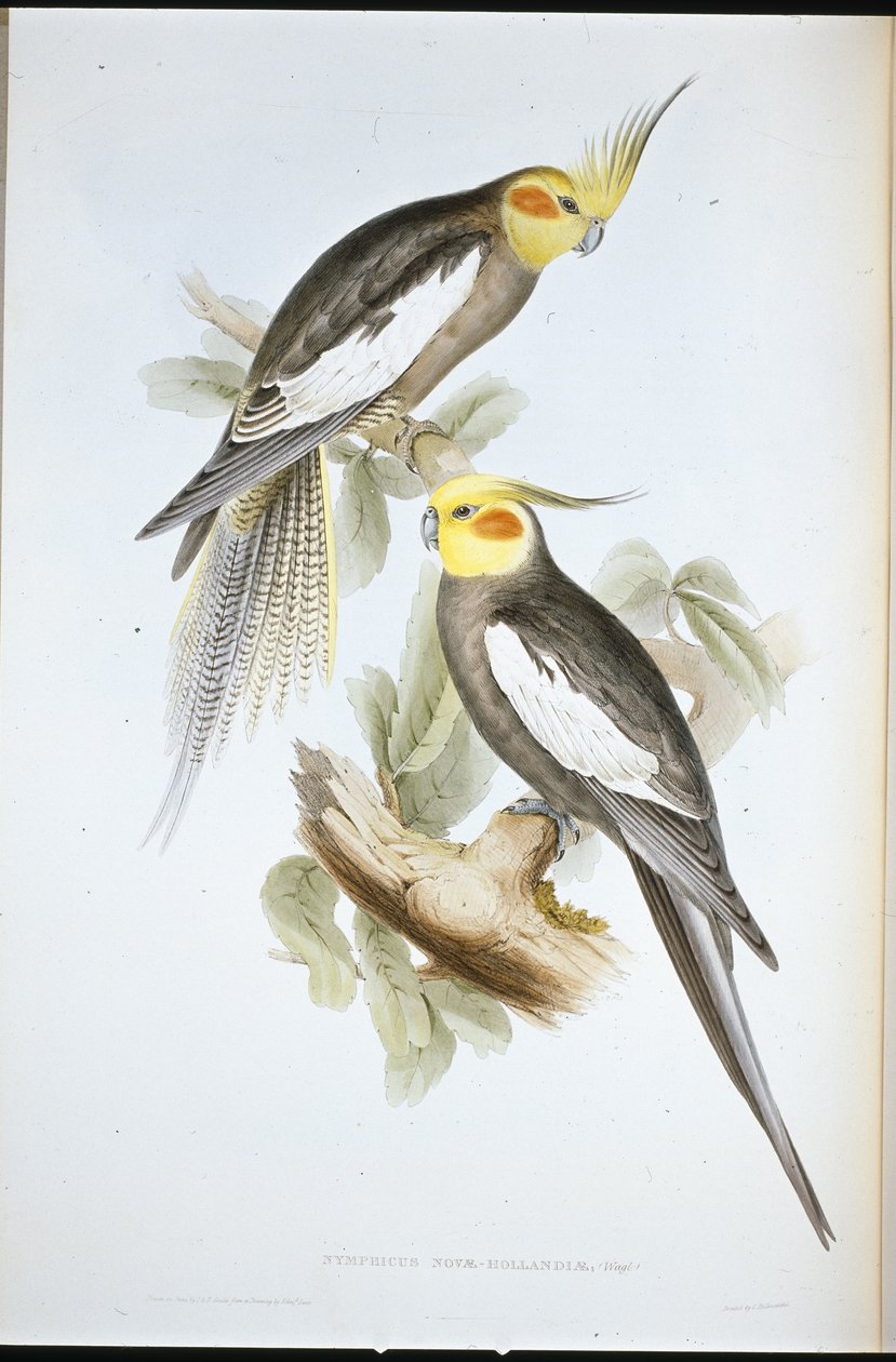 Kakadu-Sittich (Nymphicus Novae-Hollandiae) von John (after) Gould