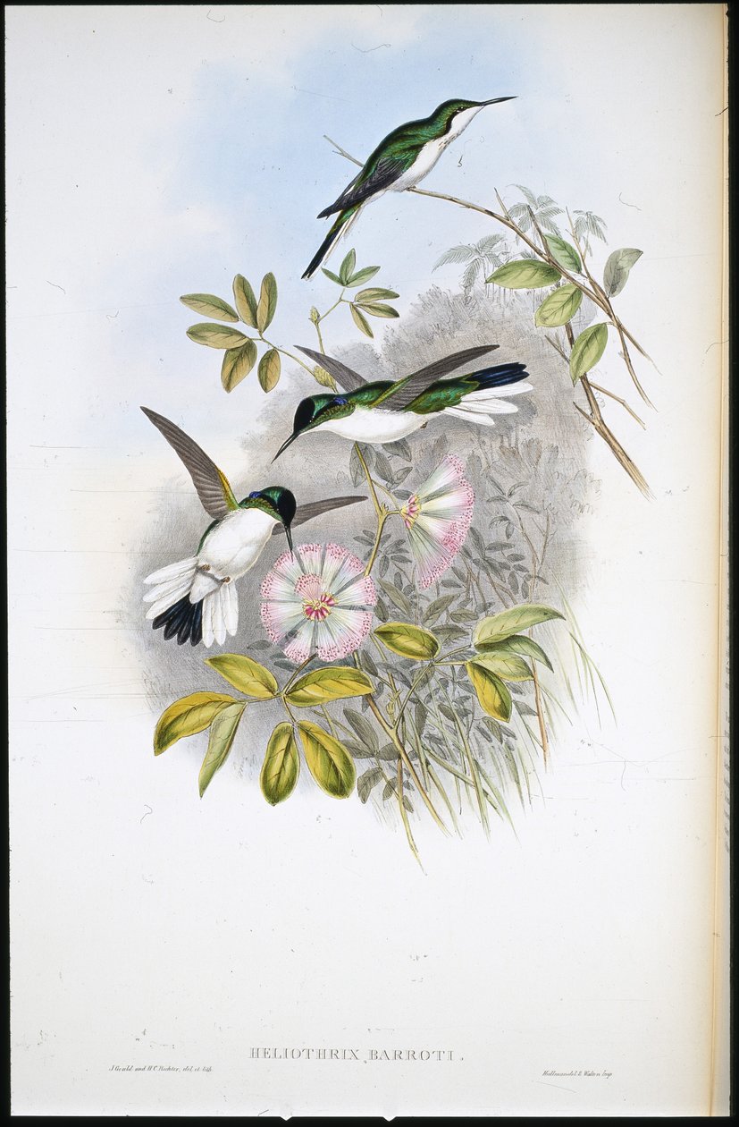 Kolumbianische Fee (Heliothrix Barroti) von John (after) Gould
