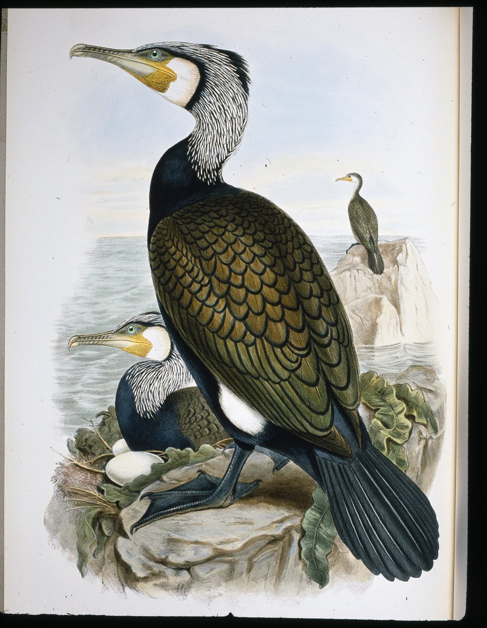 Kormoran (Phalacrocorax Carbo) von John (after) Gould