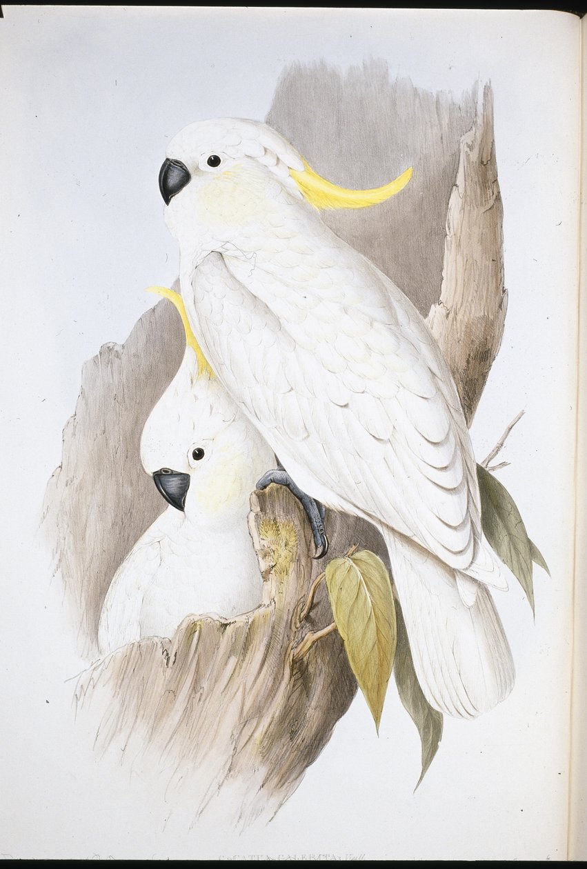 Hauben-Kakadu (Cacatua Galerita) von John (after) Gould