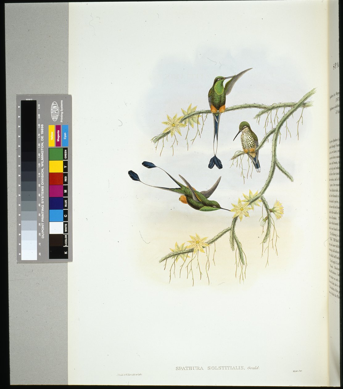 Ecuador-Rackenschwanz (spathura solstitialis) von John (after) Gould