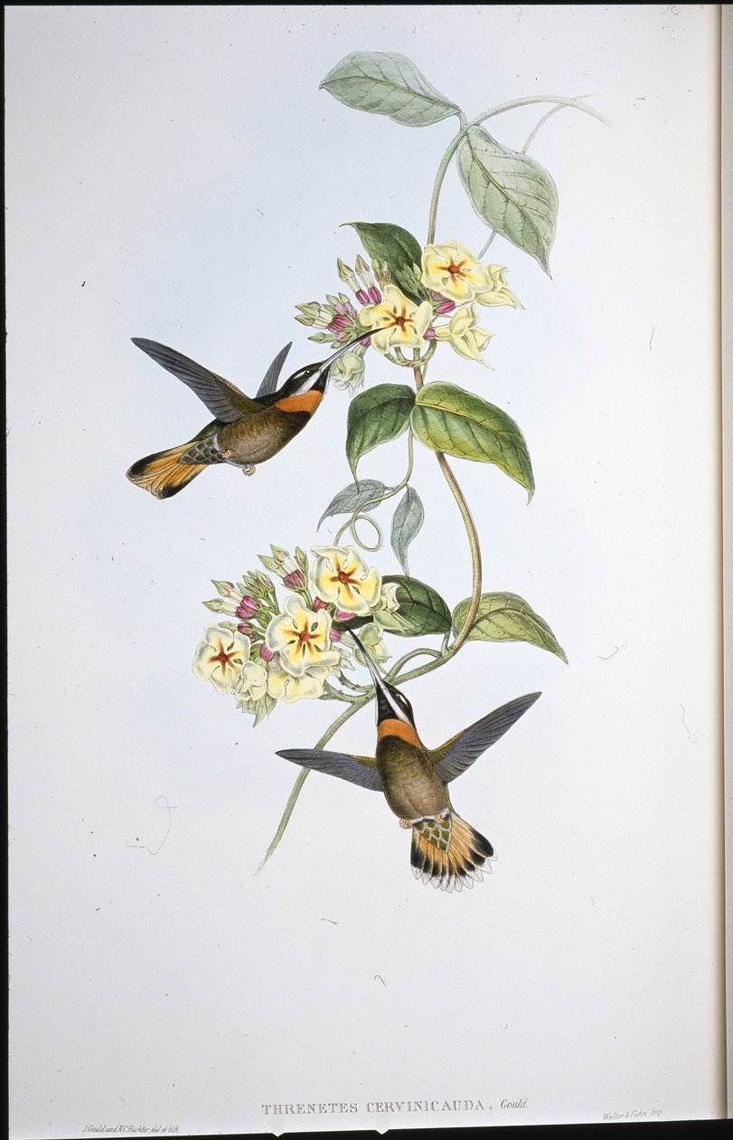 Fahlgeschwänzter Bartkehl-Kolibri (Threnetes Cervinicauda) von John (after) Gould
