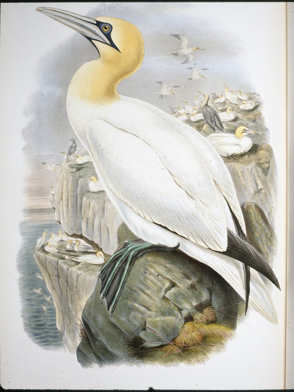 Basstölpel (Sula Bassana) von John (after) Gould