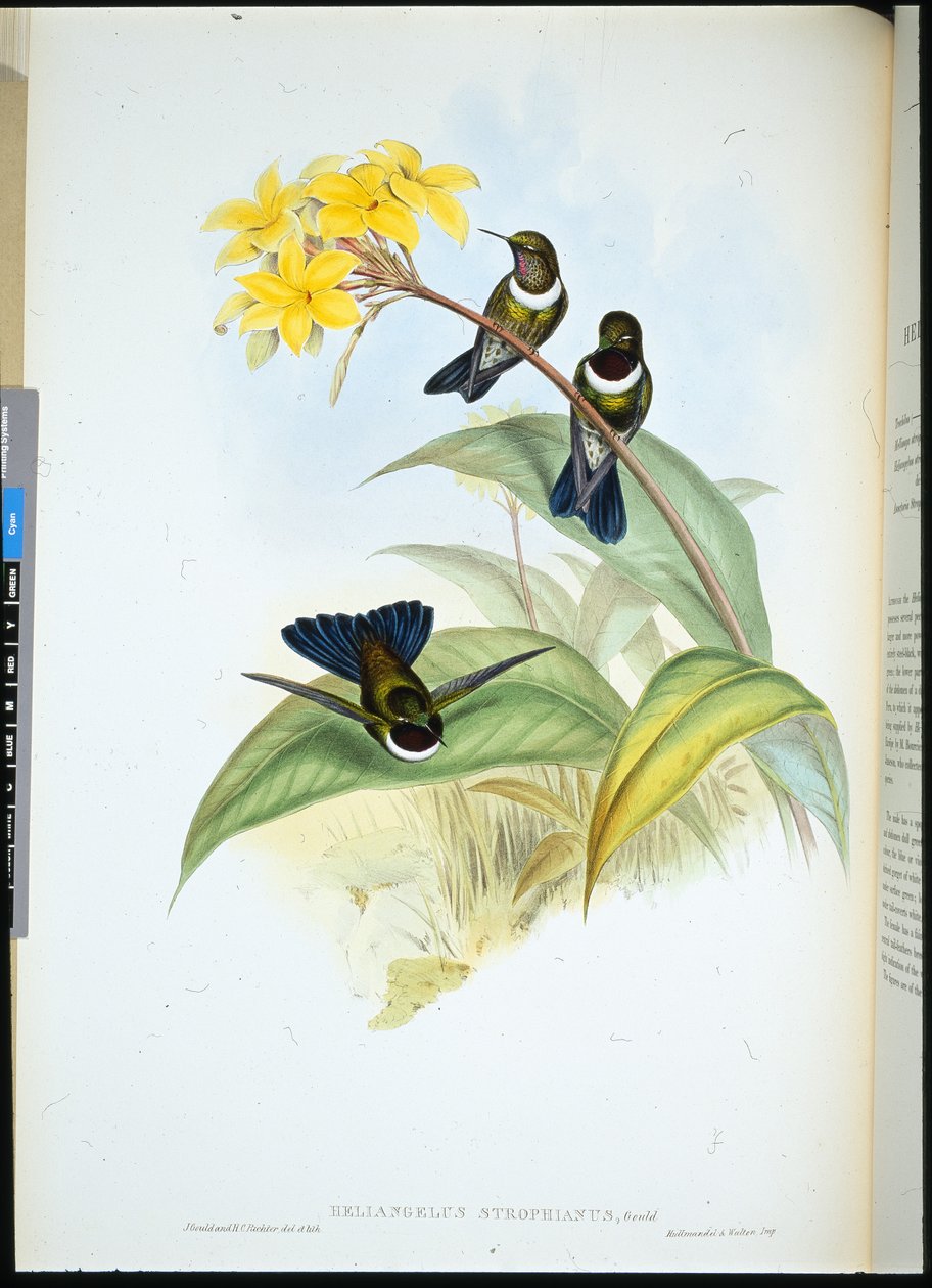 Gorgeted Sonnenengel (Heliangelus Strophianus) von John (after) Gould