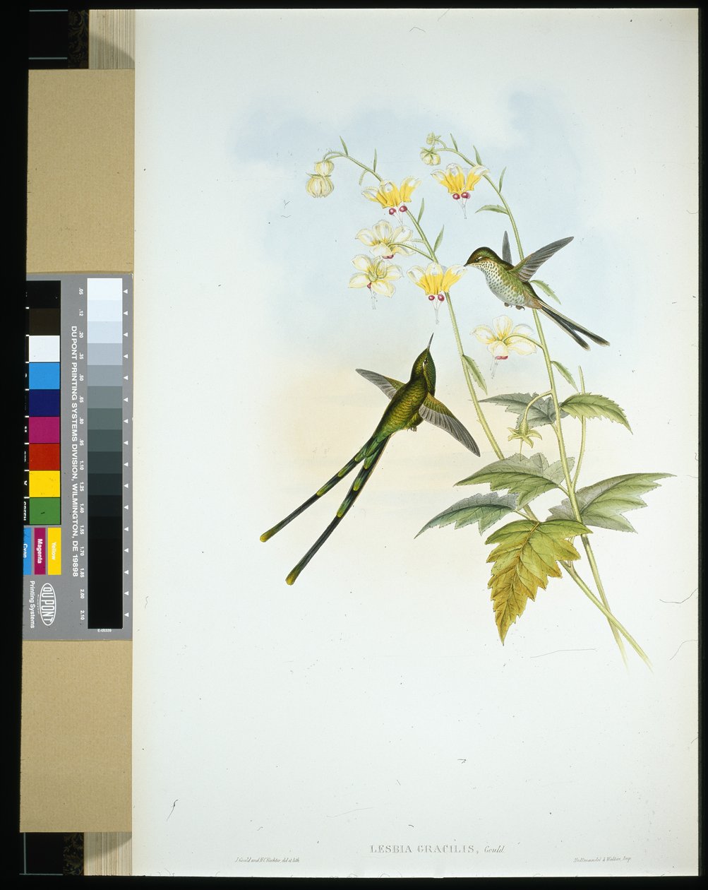 Graziöser Zugvogel (lesbia gracilis) von John (after) Gould