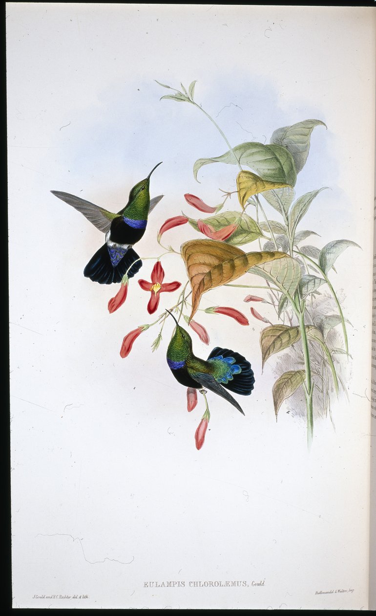 Grasgrünbrust-Karib (Eulampis Chlorolaemus) von John (after) Gould
