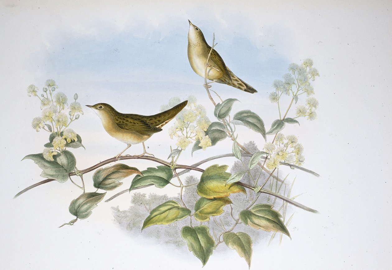 Heuschreckenrohrsänger von John (after) Gould