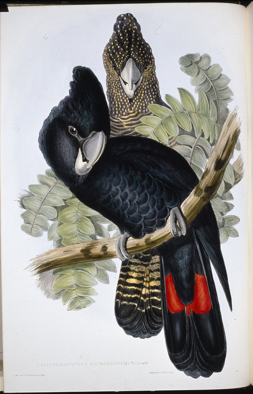 Großschnabel-Schwarz-Kakadu (Calyptorhynchus Macrorhynchus) von John (after) Gould