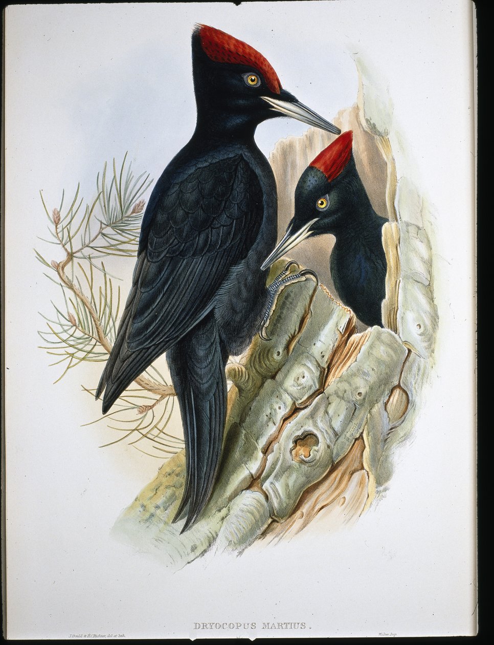 Schwarzspecht von John (after) Gould