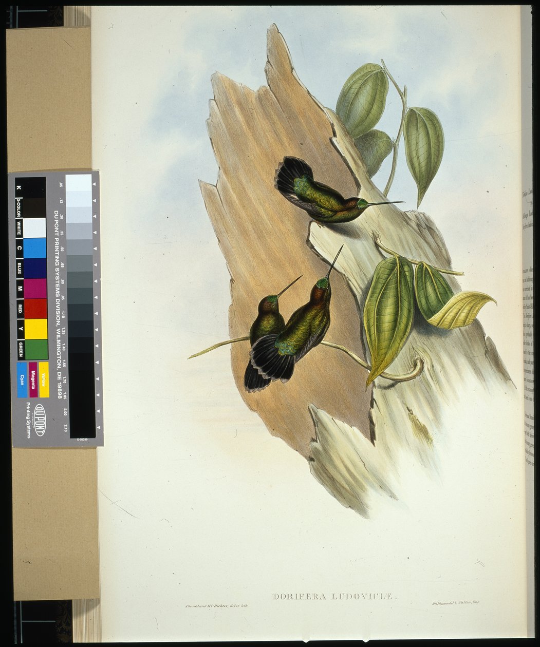 Grünstirn-Lanzenbillschnabel (handkolorierte Lithografie) von John (after) Gould